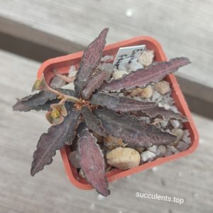 euforbia francoisii red type
