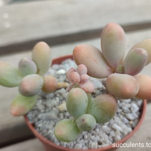 pachyphytum oviferum x virid