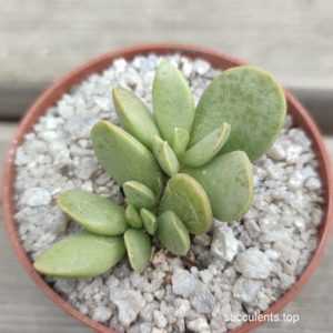 adromischus umbricula green blue