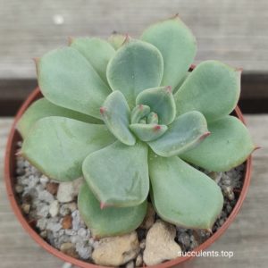 echeveria sensation