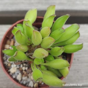 adromischus cristatus klein port