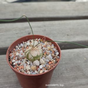 schizobasis intricata