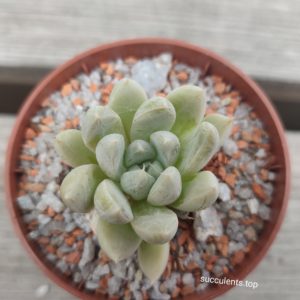 echeveria tolimanensis Night clouds