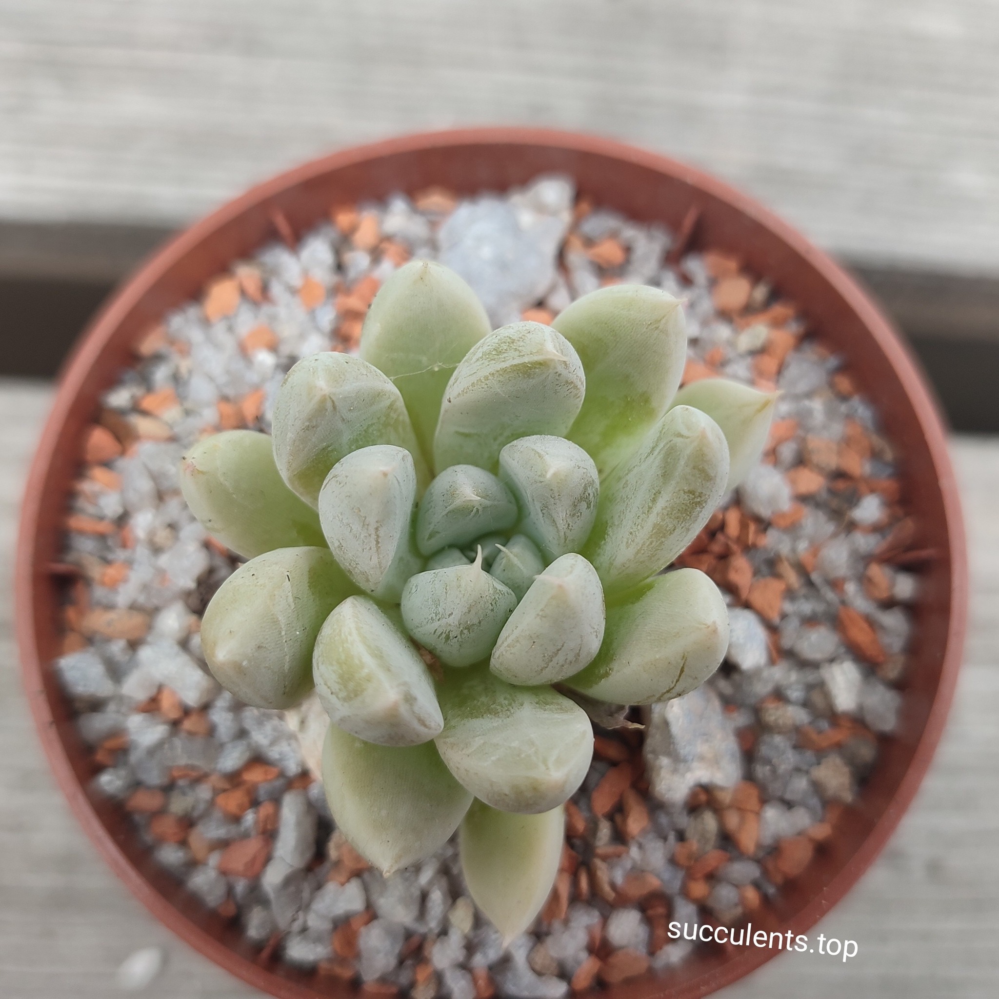 echeveria tolimanensis Night clouds