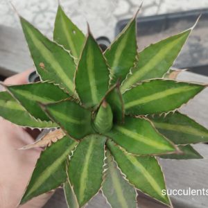 agave lophantha splendida