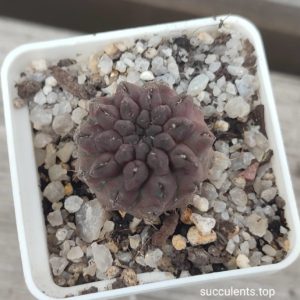 neochilenia occulta selection