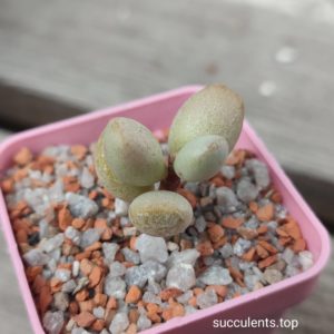 adromischus filicaulis SB1384