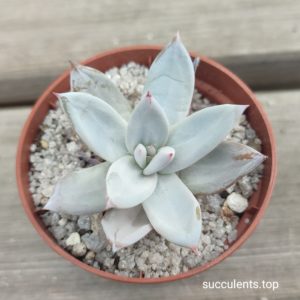 echeveria mexican giant