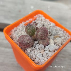 adromischus marianae A Plapp