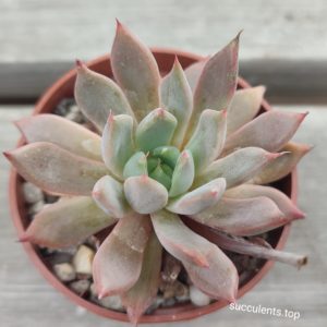 echeveria absinthe