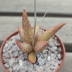 Adromischus marianiae (Richtersveld)