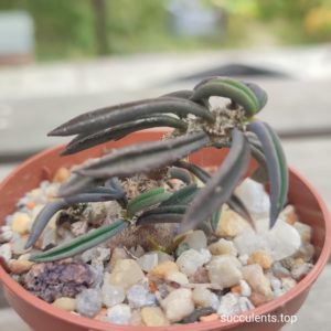 Euphorbia cylindrifolia tuberifera