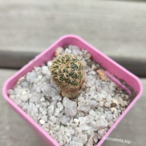lobivia brevifolia L314