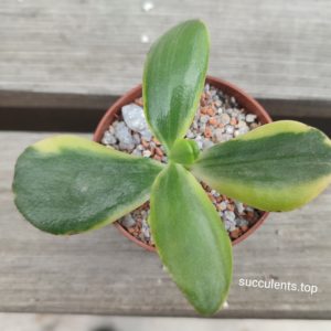 crassula lemom lame