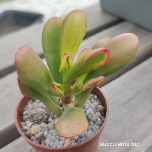 crassula horn tree tricolor