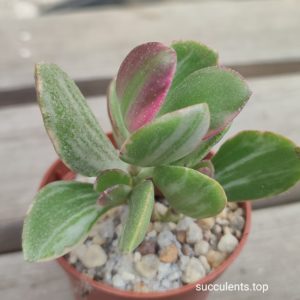 crassula ovata tricolor
