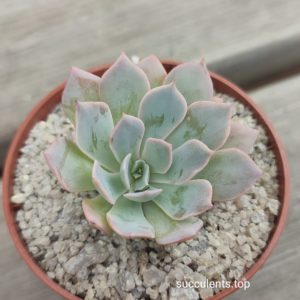 echeveria blue hero