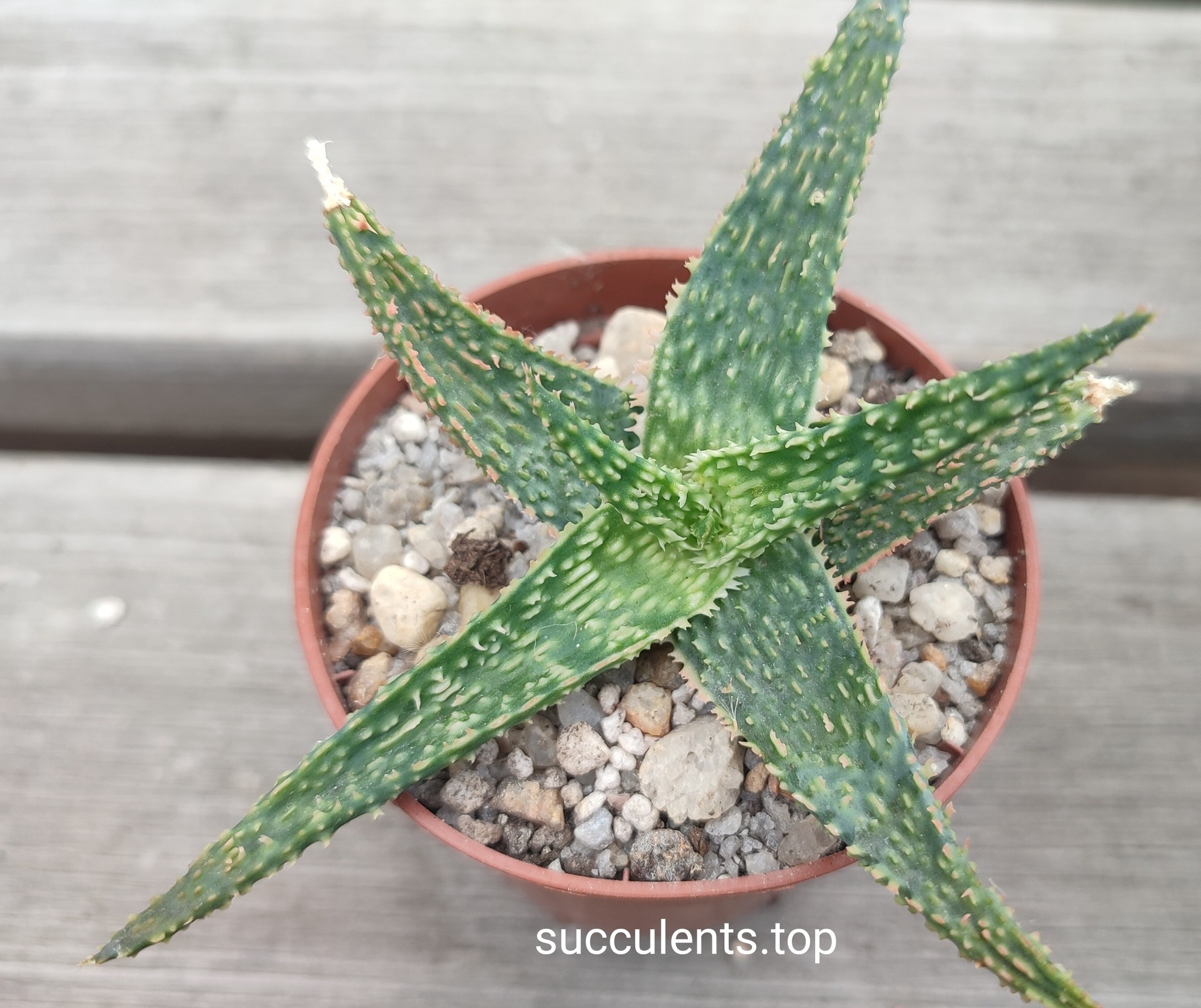 aloe A63