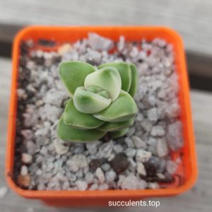 crassula moonglow variegata
