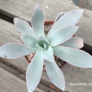 echeveria cante