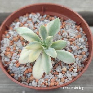 Echeveria minibelle variegata