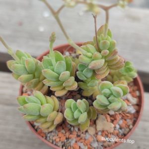 crassula sericea mini clone