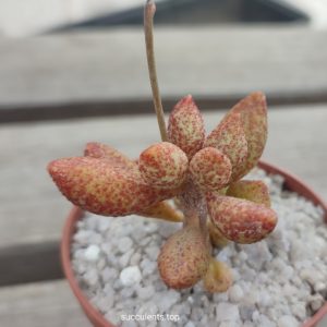 Adromischus marianiae A. Plapp
