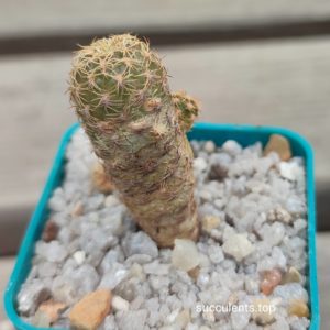 lobivia brevifolia