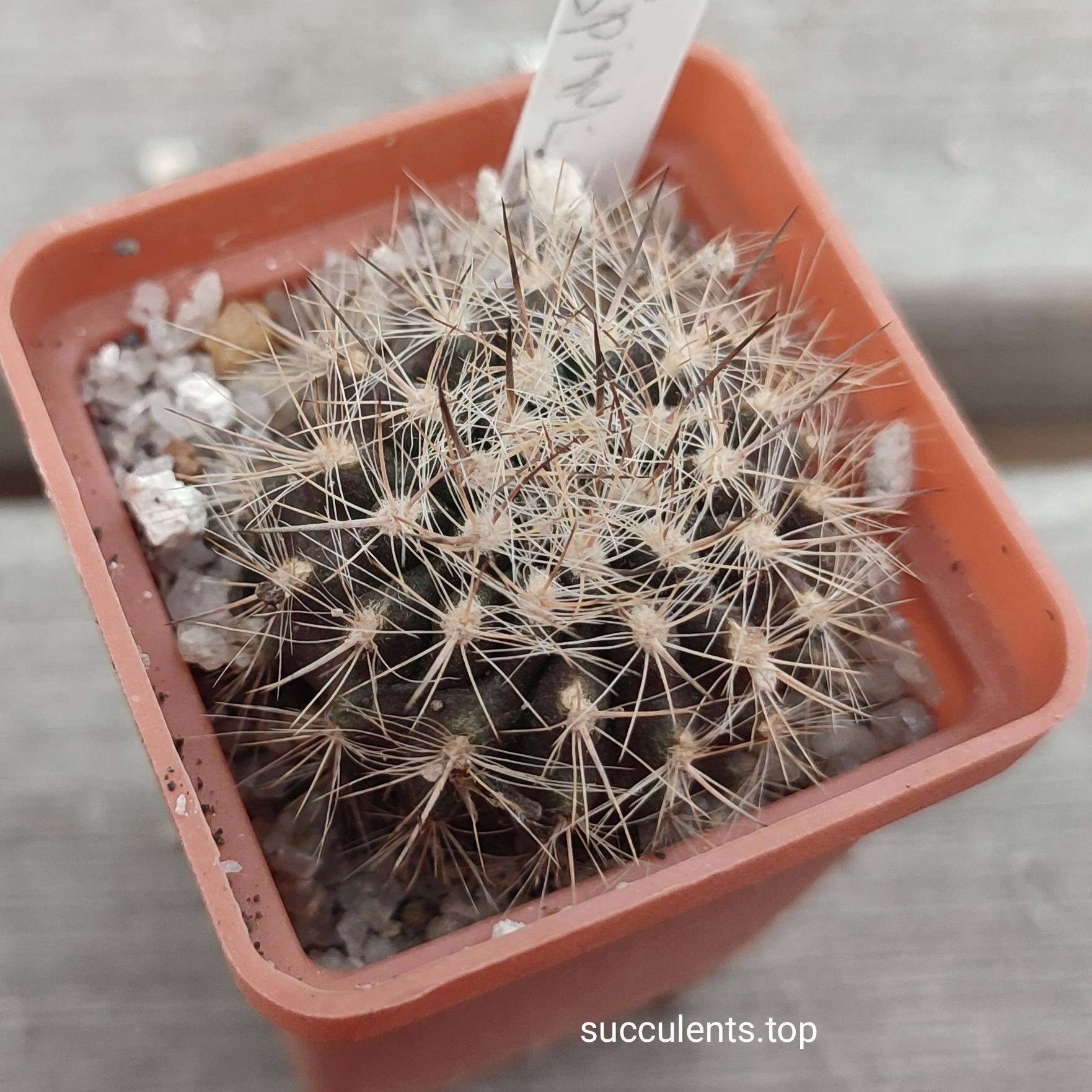 Neochilenia sp
