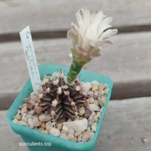 Gymnocalycium mihanovichii zebra