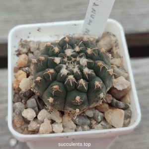 Gymnocalycium kleinianum