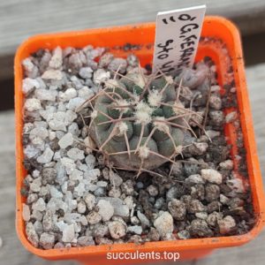 Gymnocalycium Ferrari STO44