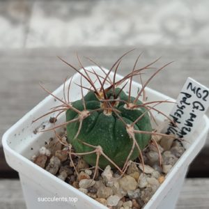 Gymnocalycium mazanenze polycephalum P229