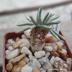 avonia alstonii
