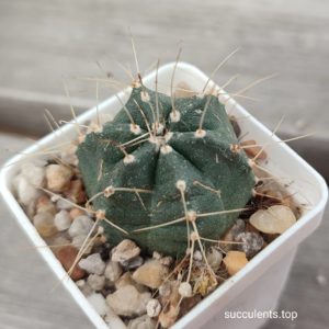 echinopsis knippelianus
