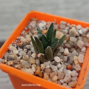 ariocarpus fissuratus SB1568