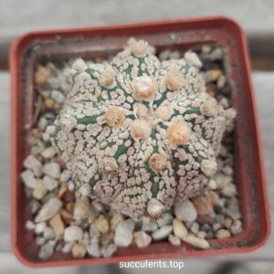 astrophytum super kabuto gold x astr