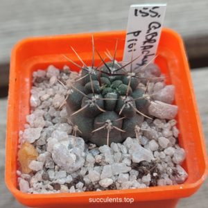 gymnocalycium gibbosum v brachypetalum P101