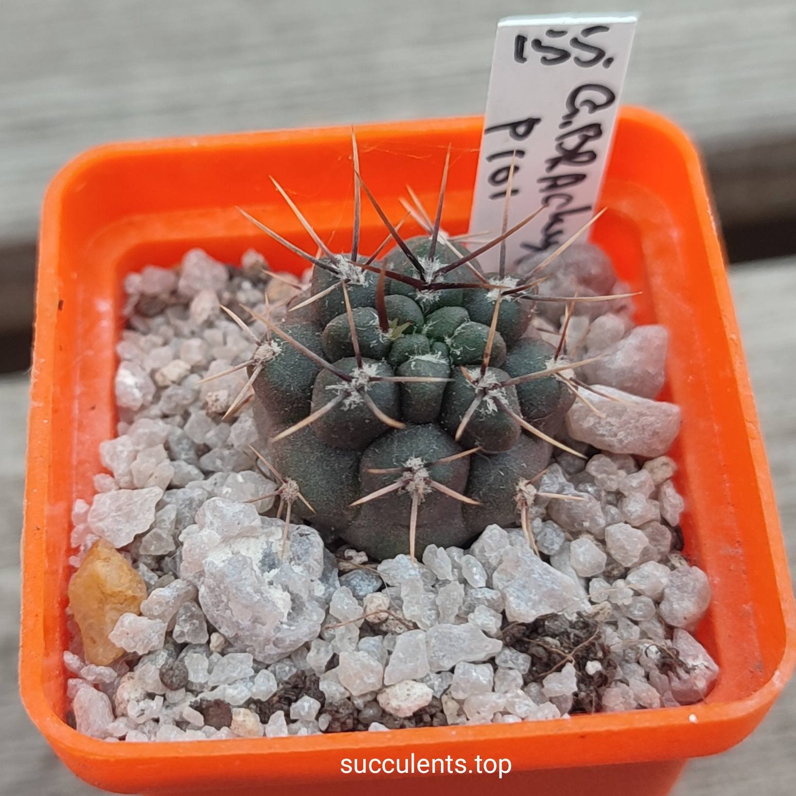 gymnocalycium gibbosum v brachypetalum P101