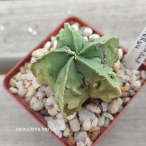 astrophytum myriostigma fukuryu