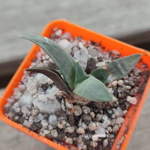 ariocarpus retusus San Rafael