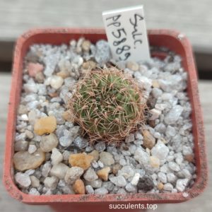sulcorebutia PP5889
