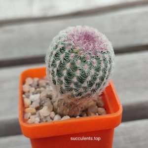 echinocereus rigidissimus rubrispinus