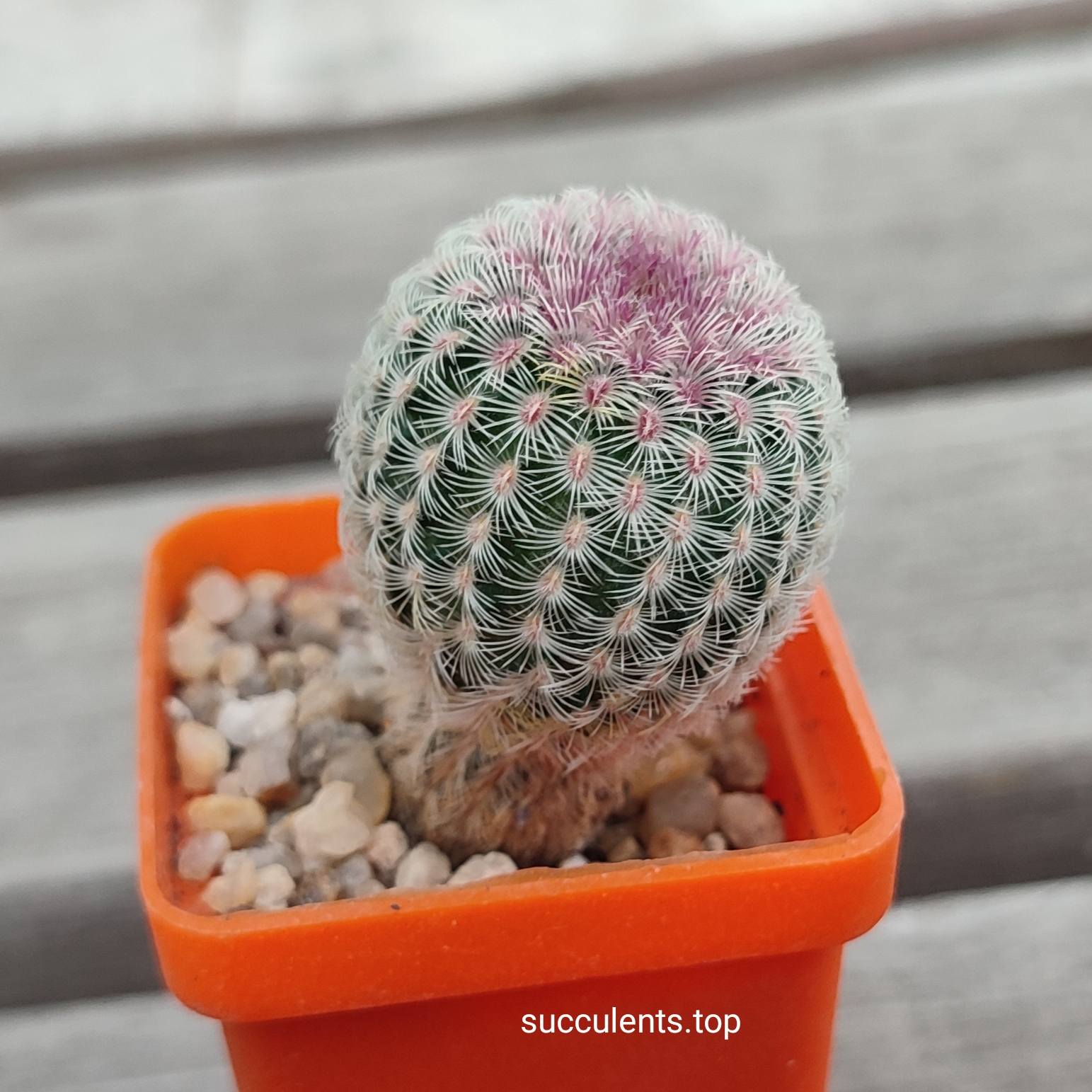echinocereus rigidissimus rubrispinus
