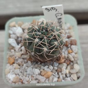 Gymnocalycium albiorelatum