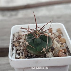 Gymnocalycium mazanenze polycephalum SL23A-96
