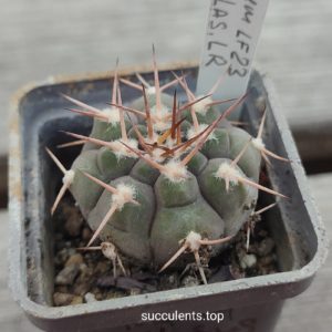 Gymnocalycium glaucum LF23