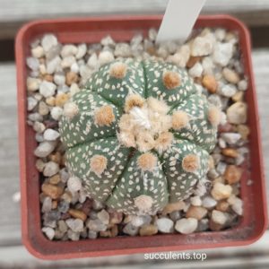 Astrophytum OOIBO hybrid