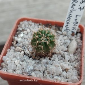 Lobivia 523.7 arachnoidea