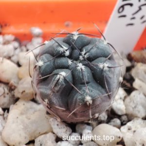 Gymnocalycium berchtii VS161
